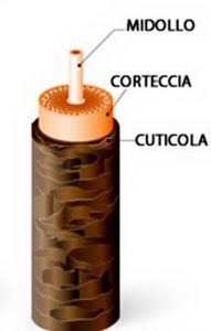 Struttura capelli ricci